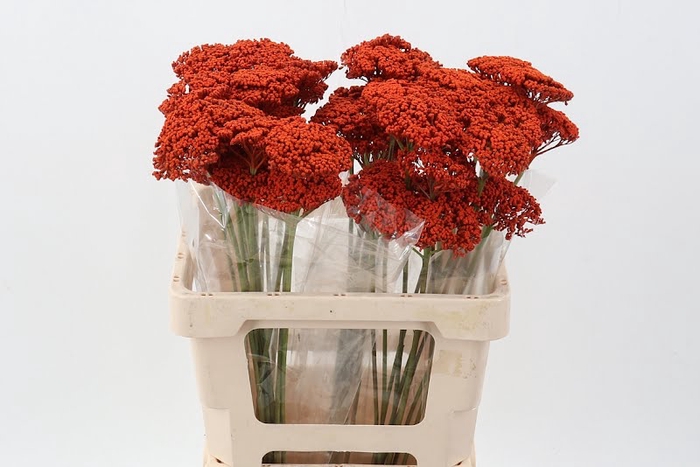 <h4>Achillea Klb Orange Prairie Latitude</h4>