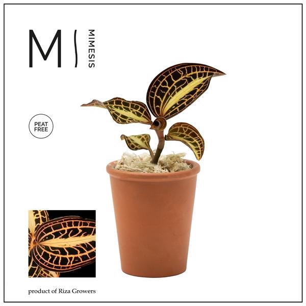 <h4>Mimesis Jewel Orchid KARMA Anoectochilus Sunstone - Terracotta</h4>