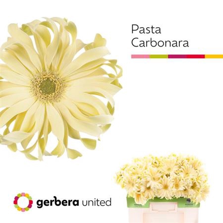 <h4>Ge Kv Pasta Carbonara</h4>