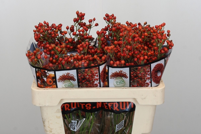 Rozenbottel Autumn Rosefruits