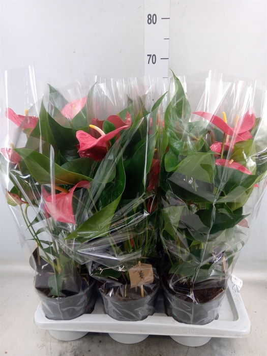 <h4>Anthurium andr. 'Maine'</h4>