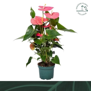 Anthurium Andreanum Grp Colorado