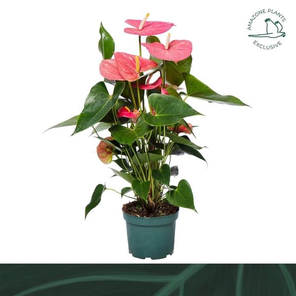 <h4>Anthurium Andreanum Grp Colorado</h4>