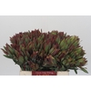 Leucadendron Highlight