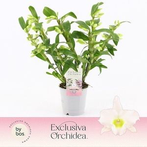 Dendrobium Nobilé, Apollon Wild 4+ tak 'Exclusiva Orchidea'