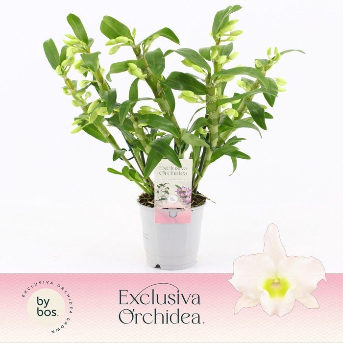 <h4>Dendrobium Nobilé, Apollon Wild 5+ tak 'Exclusiva Orchidea'</h4>
