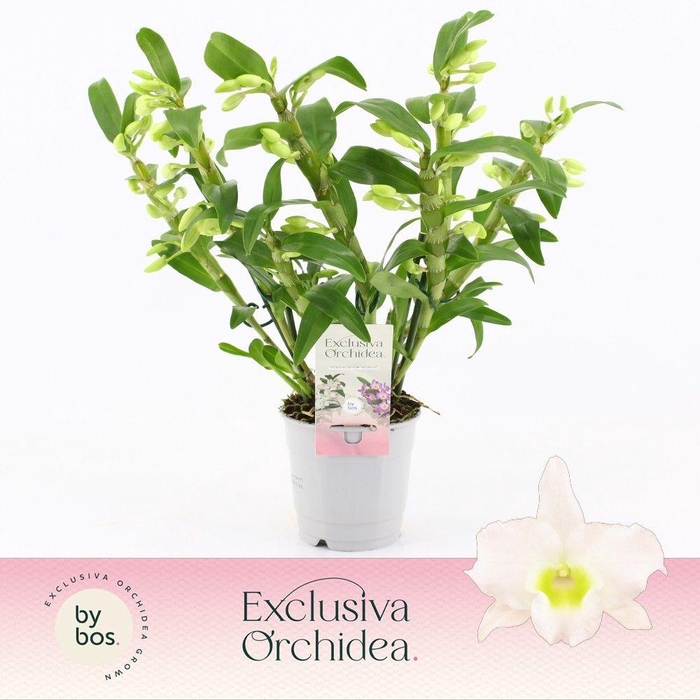 <h4>Dendrobium Nobilé, Apollon Wild 4+ tak 'Exclusiva Orchidea'</h4>