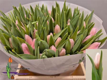 <h4>Tu En Gabriella</h4>