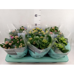 Kalanchoe blos.   ..rosebud mix  4