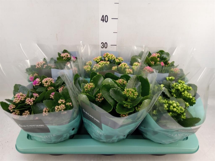 <h4>Kalanchoe blos. ..rosebud mix 4</h4>