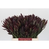 Leucadendron Saf Sunset Dark R.
