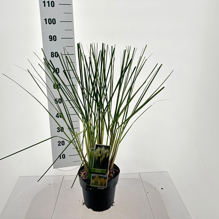 <h4>Cortaderia selloana 'Pumila'</h4>