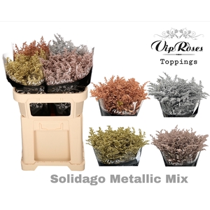 SOLIDAGO METALLIC MIX