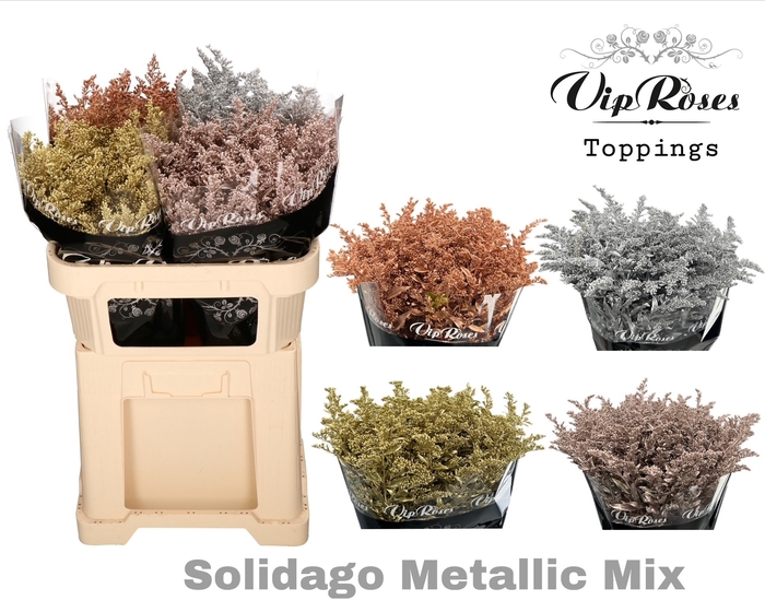 <h4>SOLIDAGO METALLIC MIX</h4>