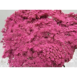 Ammi Vis Green Mist Cerise