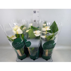 Anthurium andr. 'Samora'