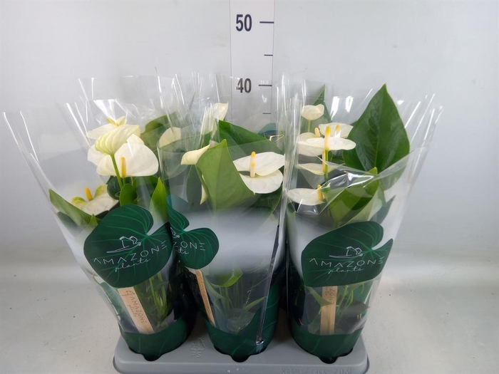 <h4>Anthurium andr. 'Samora'</h4>