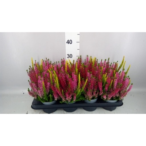 Calluna vulg. 'Beauty L'  ..mix 3/p