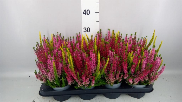 <h4>Calluna vulg. 'Beauty L'  ..mix 3/p</h4>