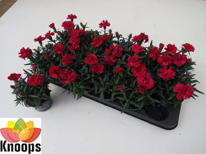 <h4>DIAN OSC CHERRY</h4>