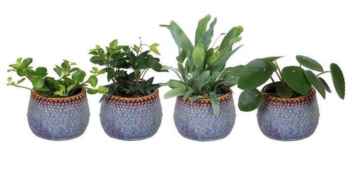 <h4>L 67248  Green MIX 6 cm</h4>