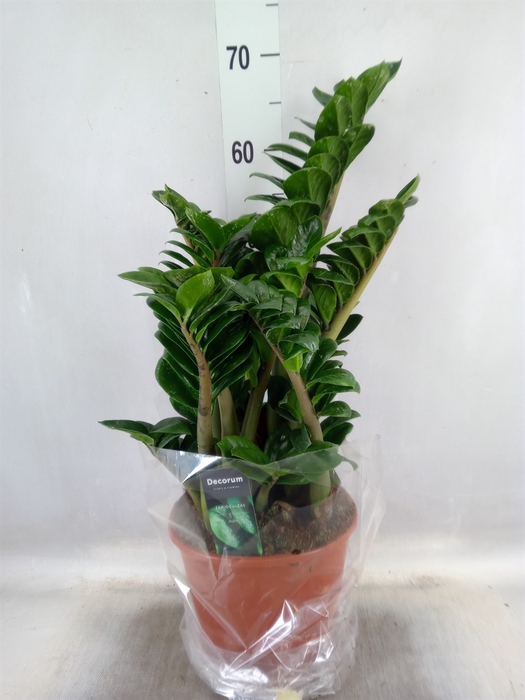 <h4>Zamioculcas zamiifolia 'Zenzi'</h4>