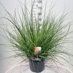 Cortaderia Sel. Pumila P40