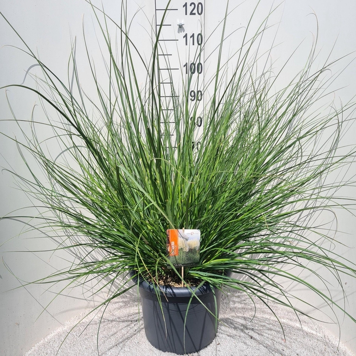 <h4>Cortaderia Sel. Pumila P40</h4>
