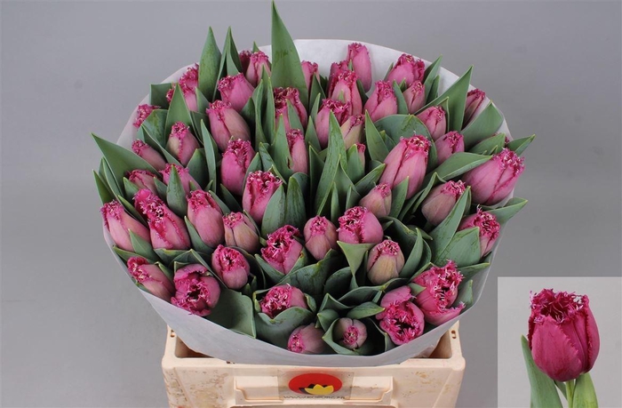 <h4>Tu Fr Ghost Town</h4>