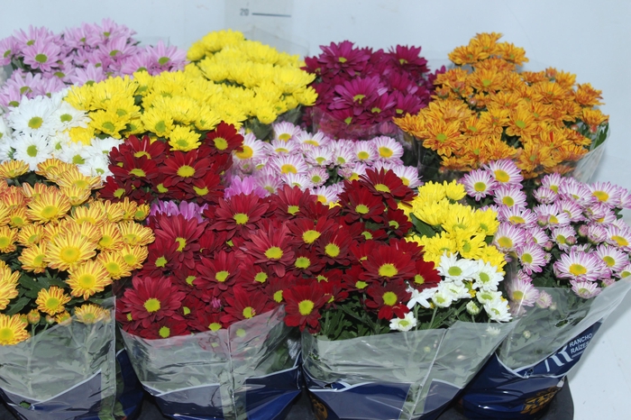 <h4>CRISANTEMO MINI P11</h4>