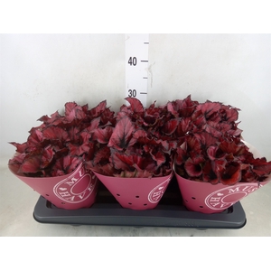 Begonia BD 'Kohala Red'