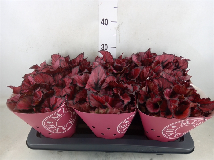 <h4>Begonia BD 'Kohala Red'</h4>