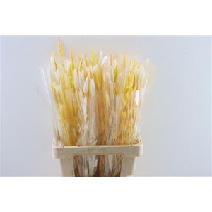 Dried Lagurus 50gr Spring Yellow Mi