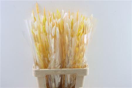 <h4>Dried Lagurus 50gr Spring Yellow Mi</h4>