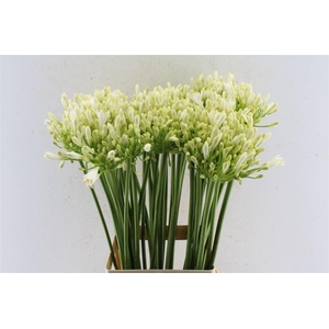 Agapanthus Gletsjer White