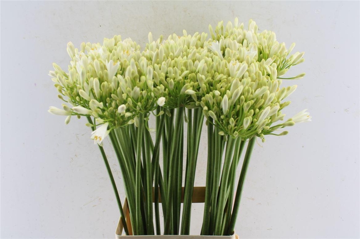 <h4>Agapanthus Gletsjer White</h4>