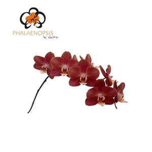 Phal T Horizion