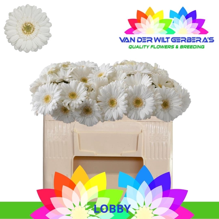 <h4>GE MI LOBBY</h4>