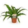 Asplenium Ant Osaka