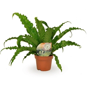 Asplenium Ant Osaka