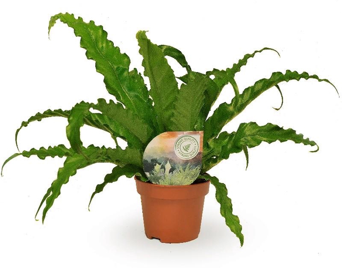 <h4>Asplenium Ant Osaka</h4>