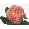 R Gr Victor Classic@