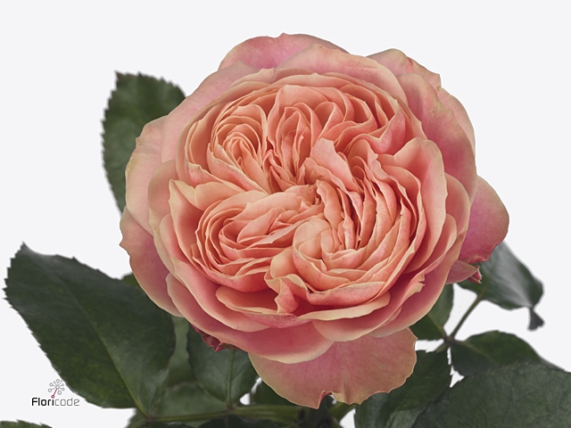R Gr Victor Classic@