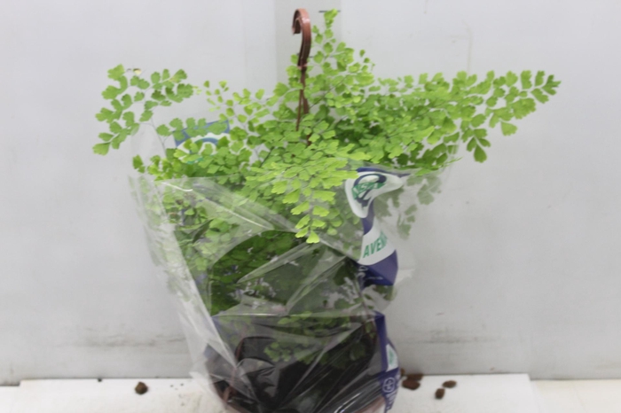 <h4>AVENCA VARIADA C21</h4>