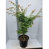 Acer palmatum Sangokaku