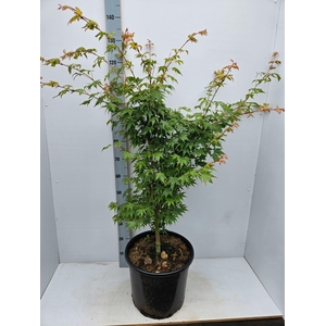 Acer palmatum Sangokaku