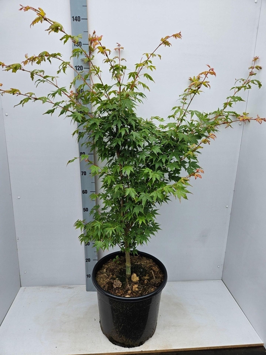 Acer palmatum Sangokaku