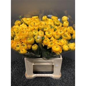 Ran Eleg Yellow Extra