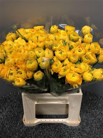 <h4>Ran Eleg Yellow Extra</h4>