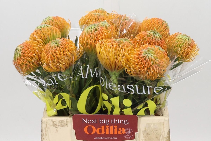 <h4>Nutans Ayoba Peach</h4>